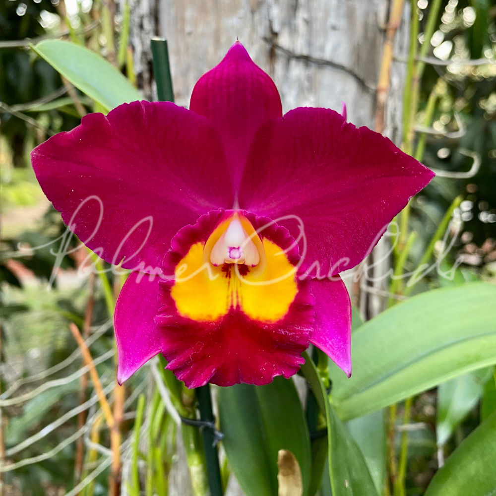 No.120 Agave \"緋紅牡丹\" × Incomplete pot RETAIL - x Mangave 'Bloodspot' – Cistus Nursery